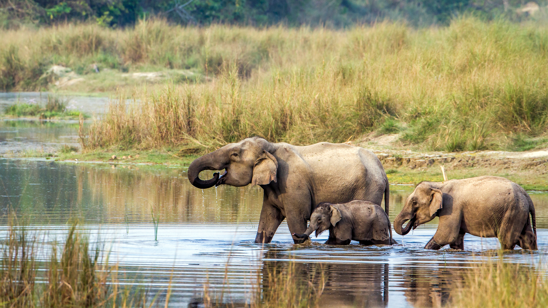 Chitwan_National_Park