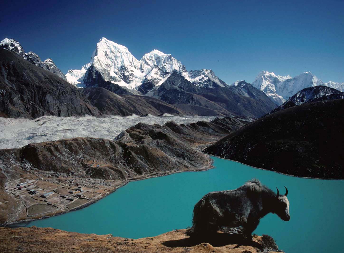 A black yak stands on a rocky cliff overlooking a vibrant turquoise Gokyo lake, with a rugged mountain range and glacier visible in the background.
