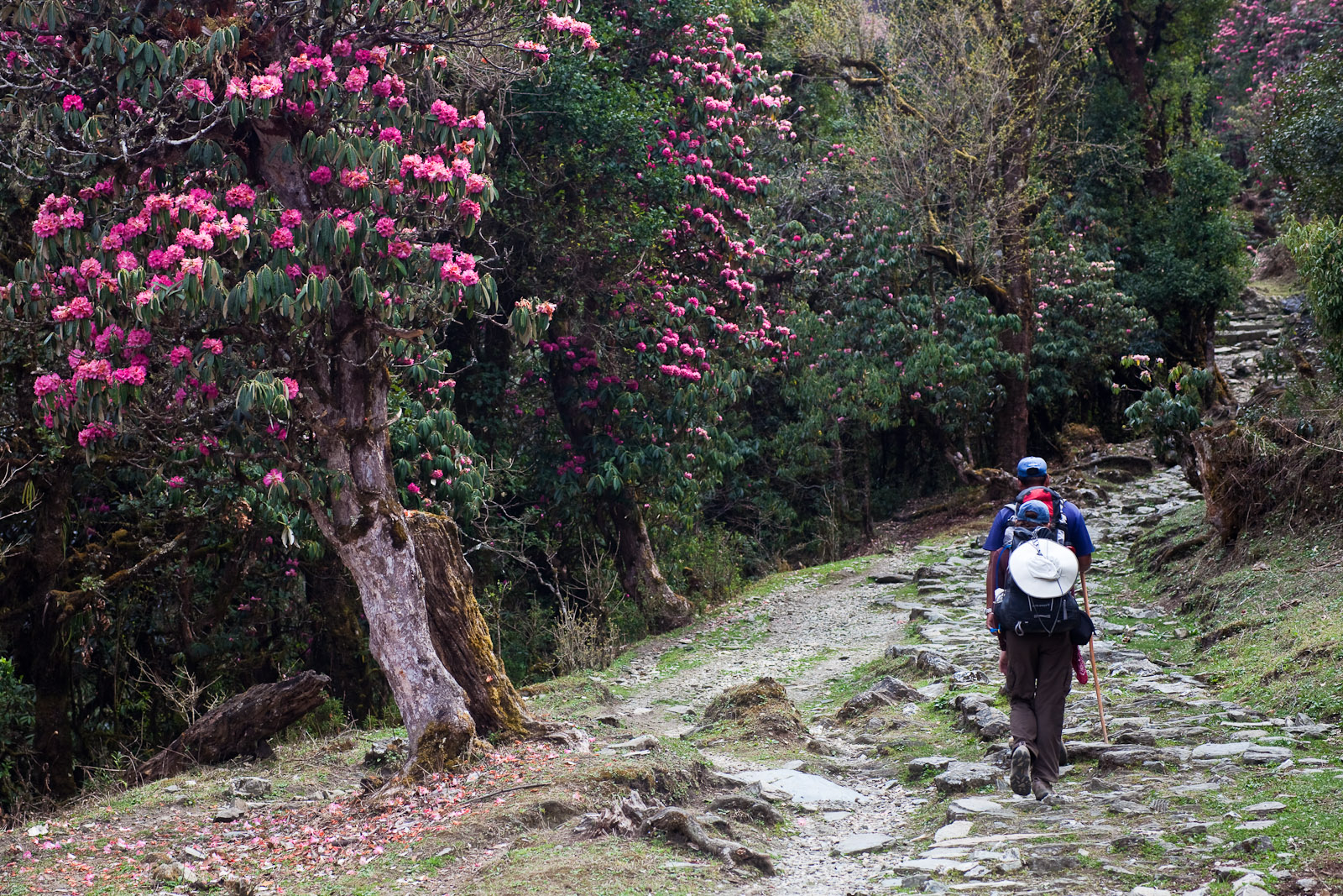 Rhododendron Forests and trekkers