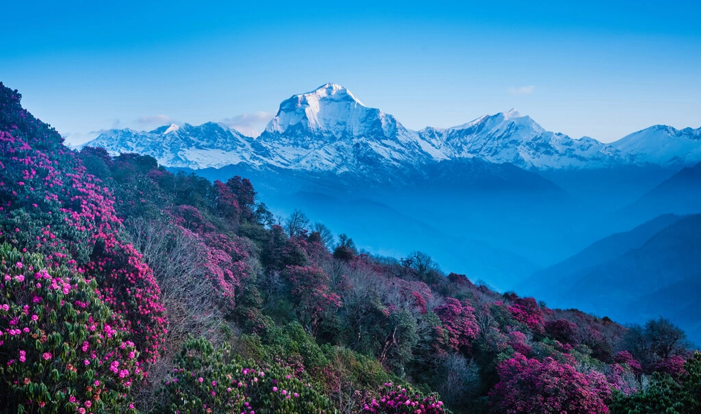 Poon Hill at rhododendron forst