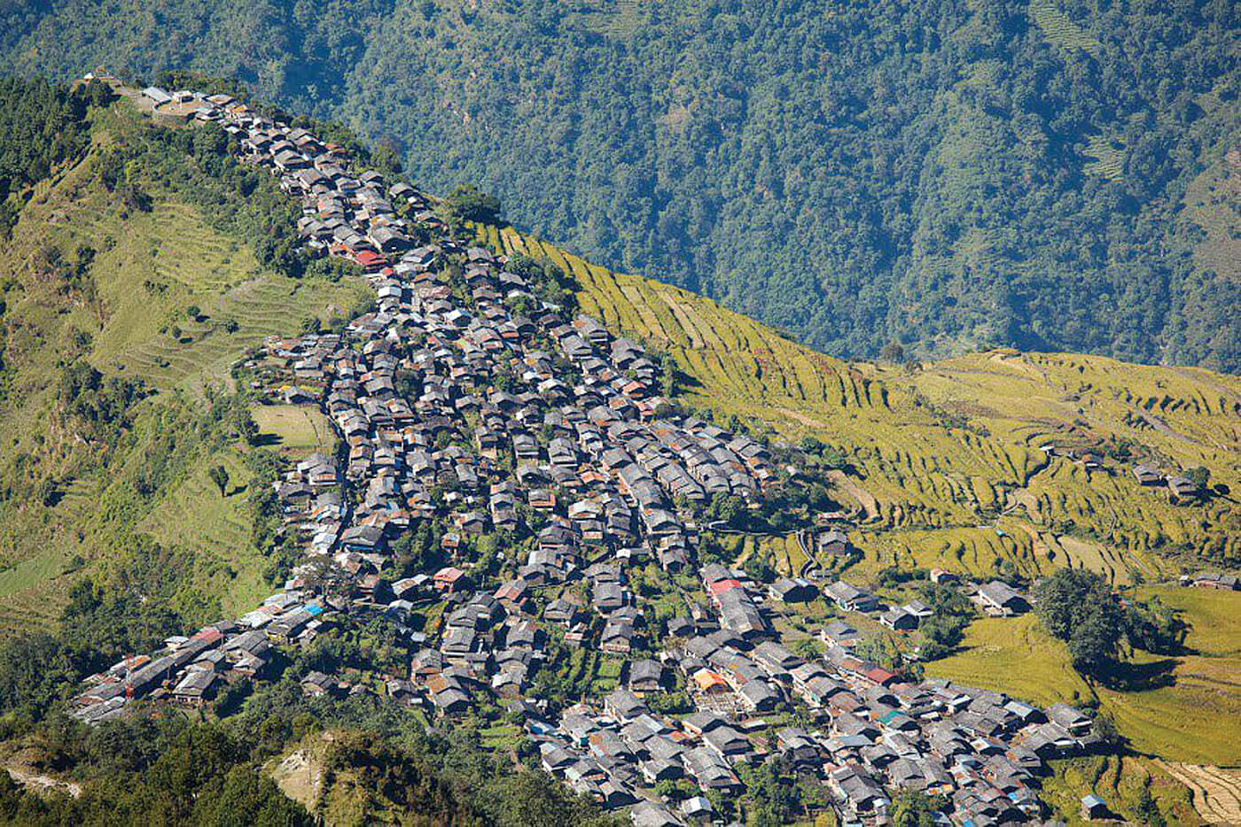 Barpak Village with rice terraces & greenery.  