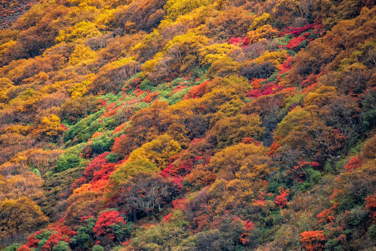 lush forest in autumn