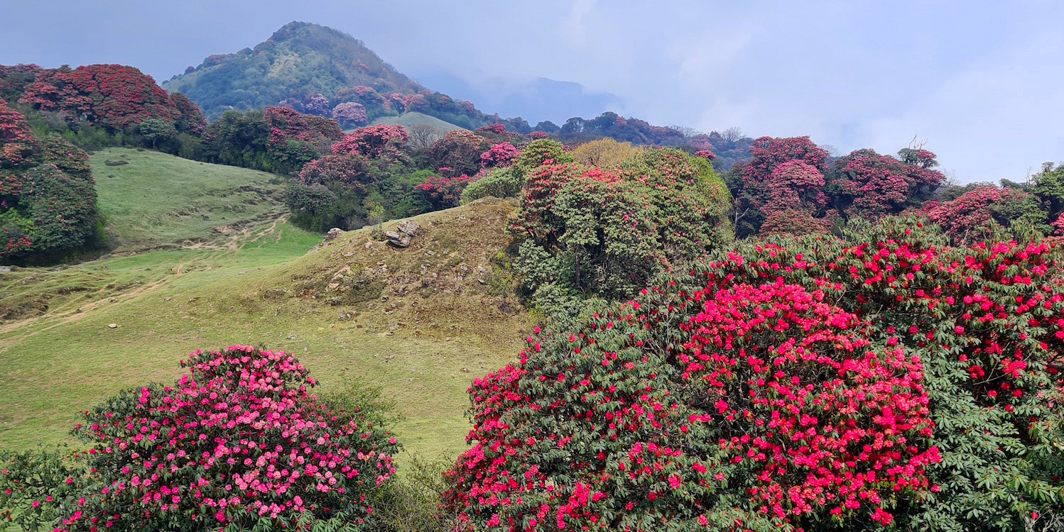 Full of Rhododendrons during spring in Nepal