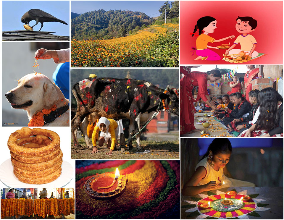 This scene is part of the Tihar festival, which is celebrated in Nepal. Tihar is a five-day festival of lights, where different days are dedicated to honoring various animals. The third day, known as Gai Tihar, is dedicated to the worship of cows, which are considered sacred in Hinduism and are seen as a symbol of the goddess of wealth, Lakshmi.