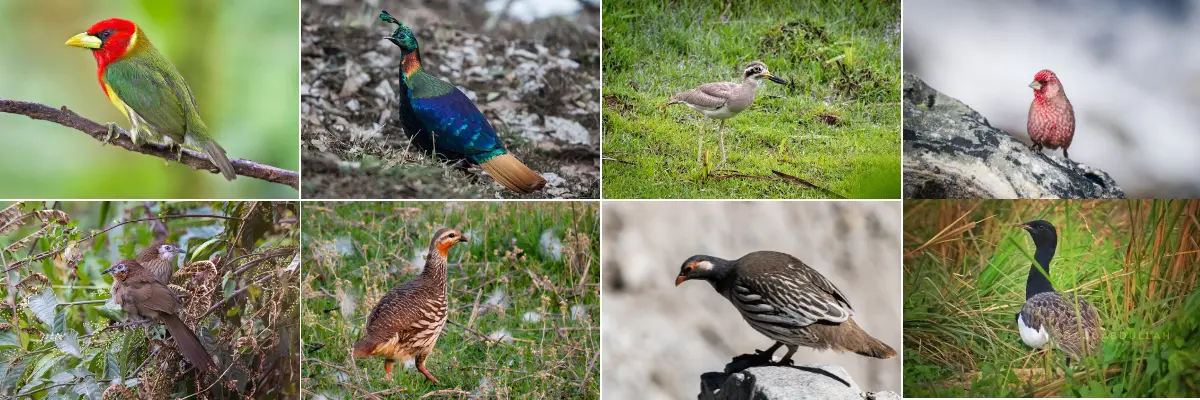 The image is a collage of photographs of several different bird species, primarily from the pheasant and partridge family. The birds include the Himalayan Snowcock, a colorful bird often found in the mountains of Nepal