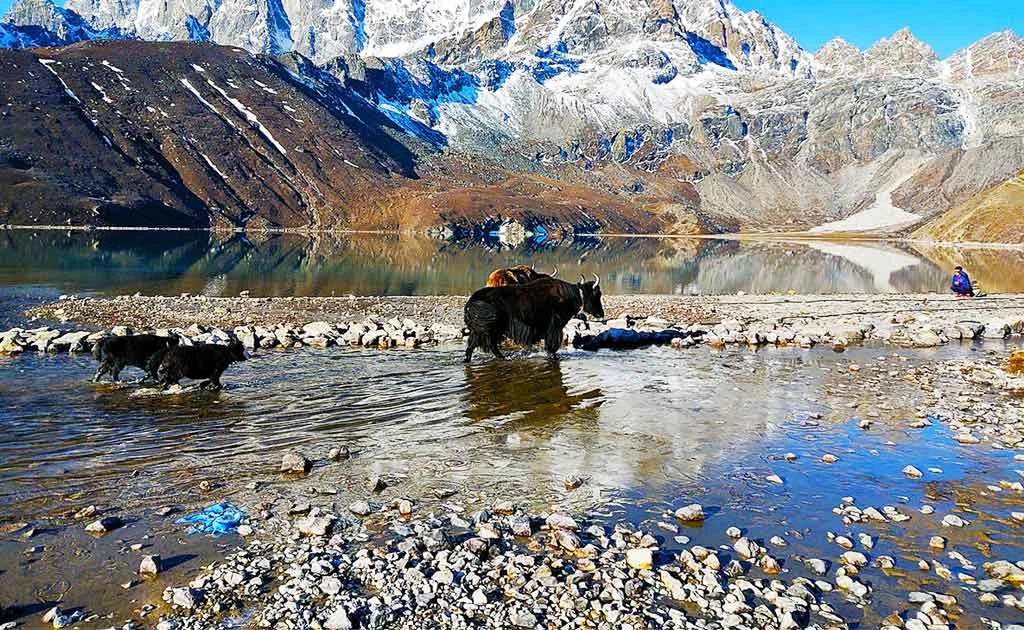 A black yak stands on a rocky cliff overlooking a vibrant turquoise Gokyo lake, with a rugged mountain range and glacier visible in the background.